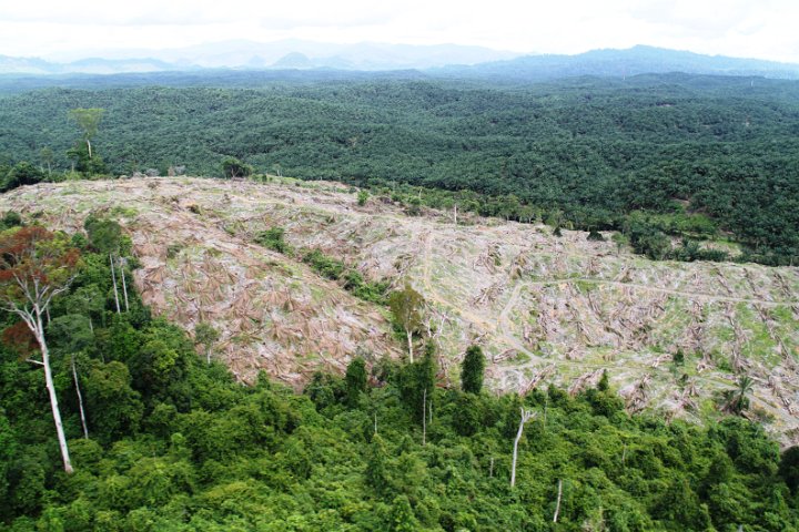 HS Kalumpang VJR107C (Sangster & Forbes) (12).JPG